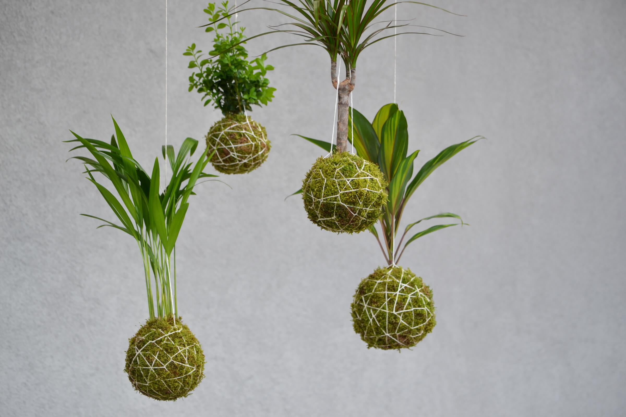 Kokedama appesi